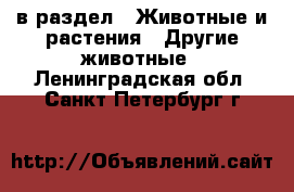  в раздел : Животные и растения » Другие животные . Ленинградская обл.,Санкт-Петербург г.